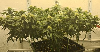 Growreport Bild 73