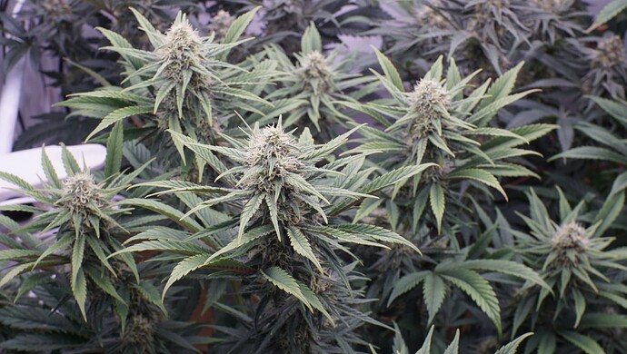 Growreport Bild 4