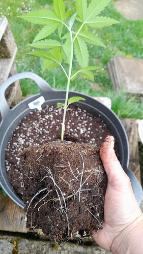 Growreport Bild 1