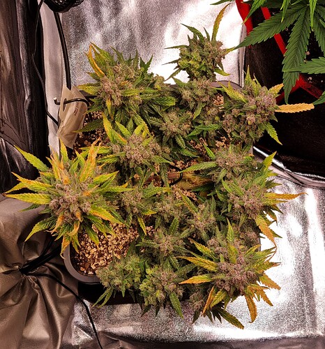 Growreport Bild 20