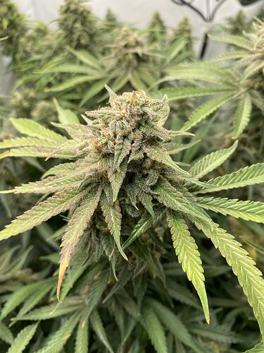 Growreport Bild 11