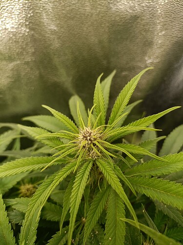 Growreport Bild 8