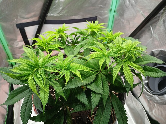 Growreport Bild 6