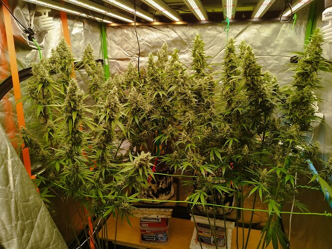 Mehrere blühende Cannabispflanzen in einem Zelt unter LED-Lampen, mit dichten Blütenständen.