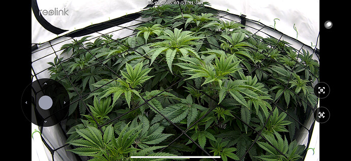 Growreport Bild 1