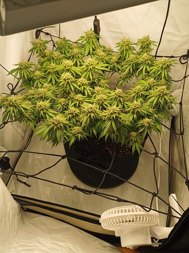 Growreport Bild 1