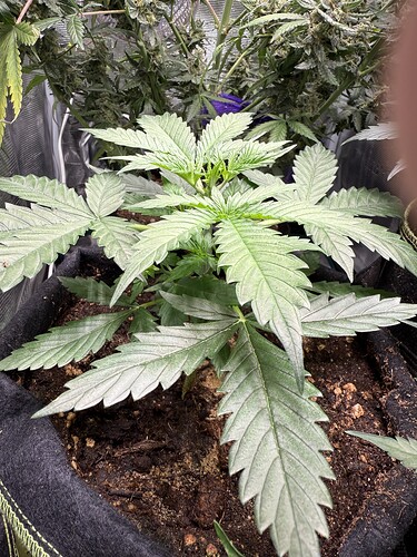 Growreport Bild 4