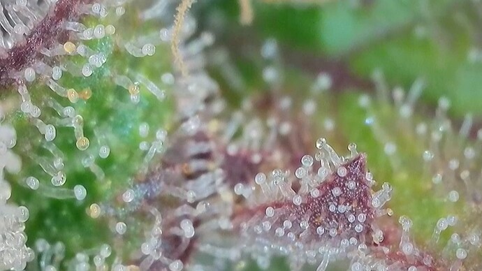Growreport Bild 30