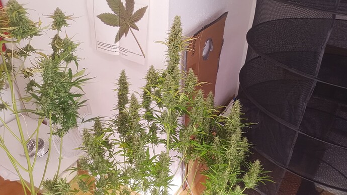 Growreport Bild 5