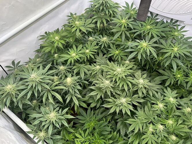 Growreport Bild 3