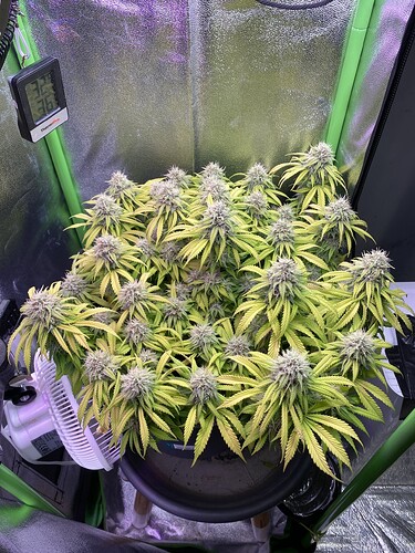 Growreport Bild 38