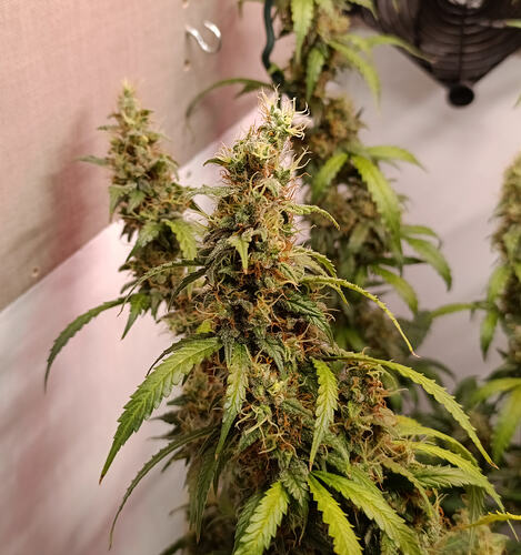 Growreport Bild 15