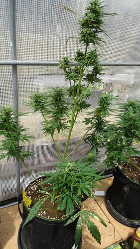 Growreport Bild 4