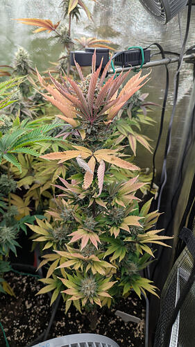 Eine blühende Cannabispflanze mit mehreren Blütenständen und Blättern, die sich von grün zu orange und rot verfärben. Die Pflanze steht in einem Zelt.