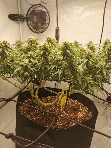 Growreport Bild 1