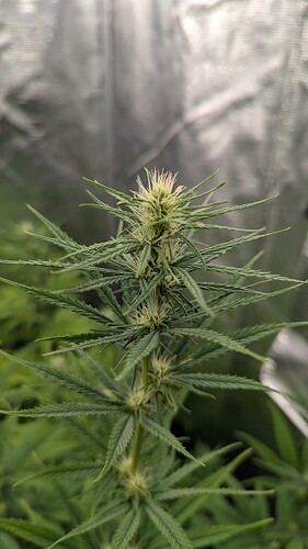 Growreport Bild 9