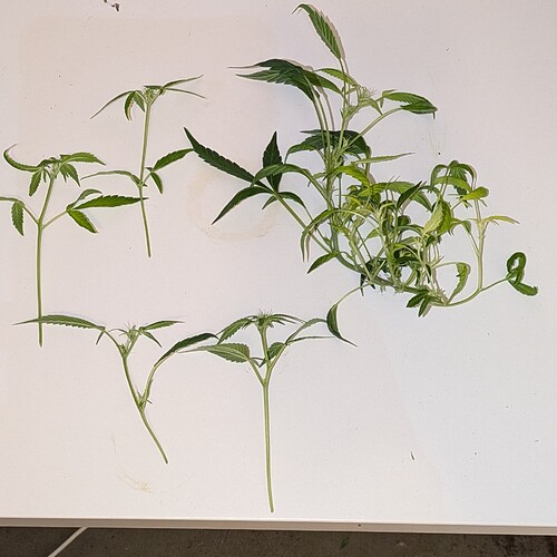 Growreport Bild 14