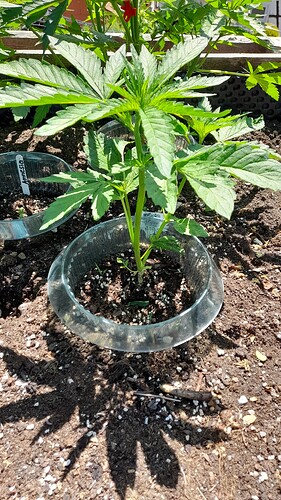 Growreport Bild 13