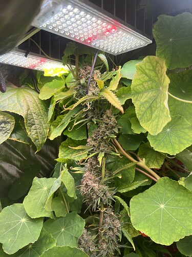 Growreport Bild 34