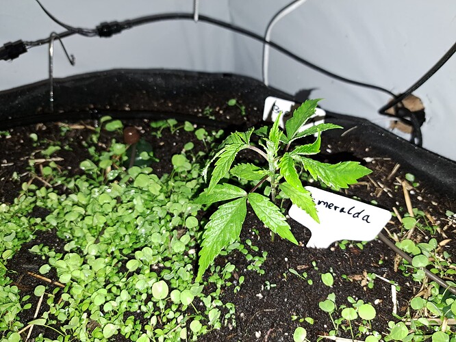 Growreport Bild 5