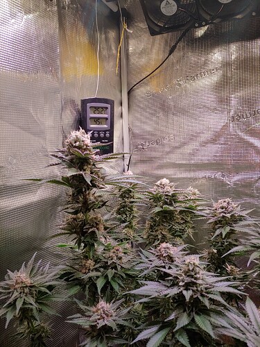 Growreport Bild 3