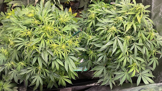 Zwei Cannabis-Pflanzen in der Blütephase in einem Growzelt, von oben fotografiert.