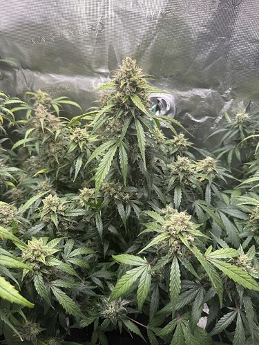 Growreport Bild 6