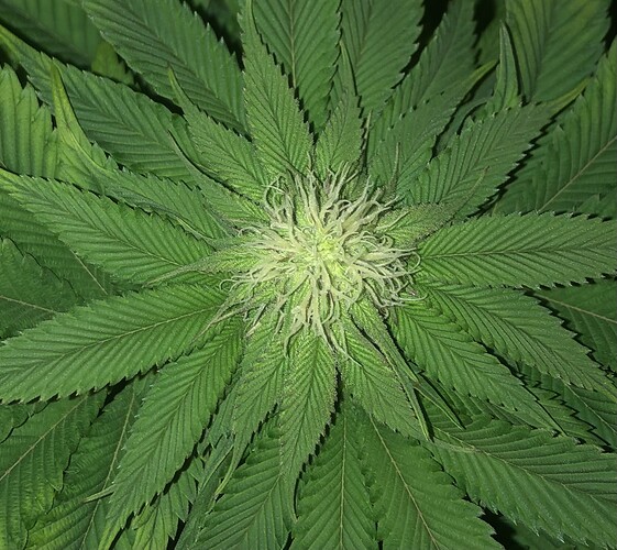 Growreport Bild 1