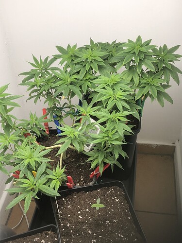 Growreport Bild 3