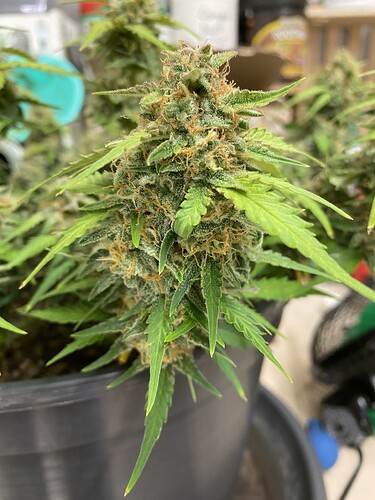Growreport Bild 33