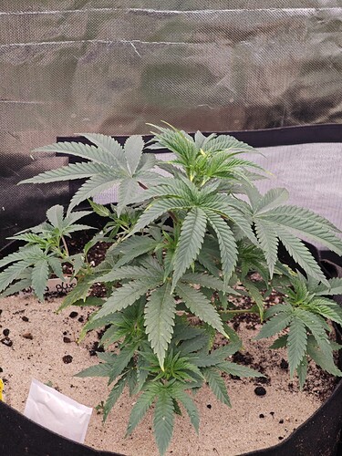 Growreport Bild 5
