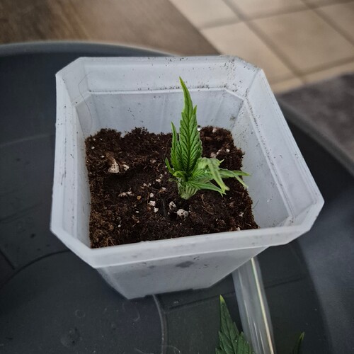 Growreport Bild 16