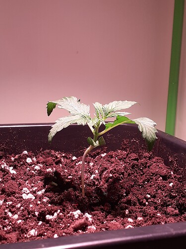 Growreport Bild 83