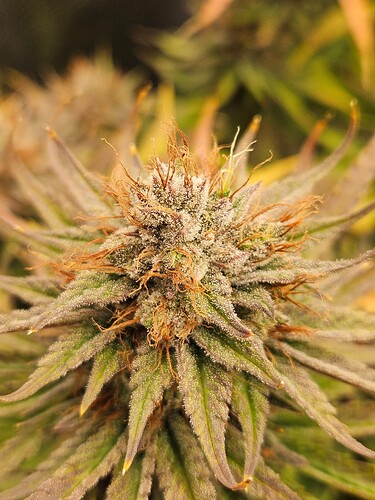 Growreport Bild 29