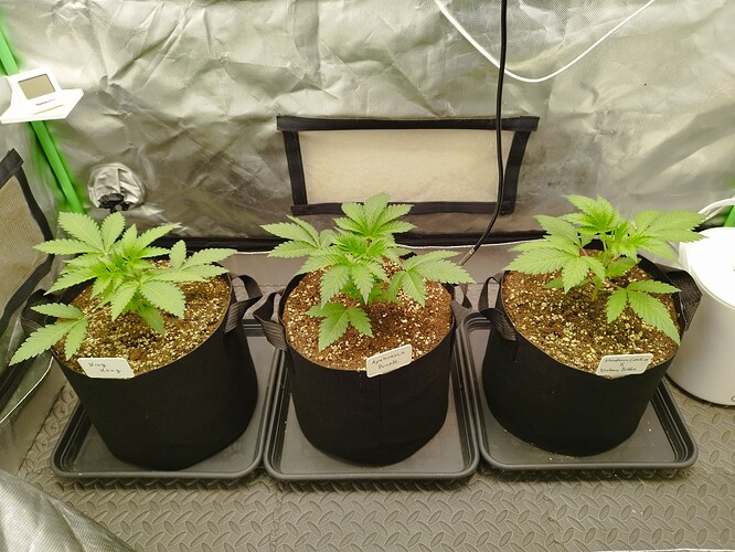 Growreport Bild 7