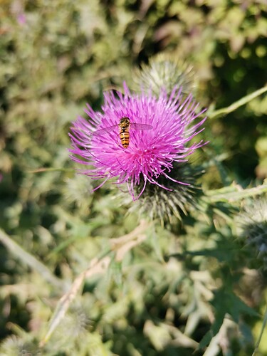 Garten (9)