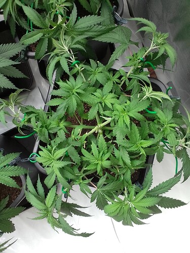 Growreport Bild 3