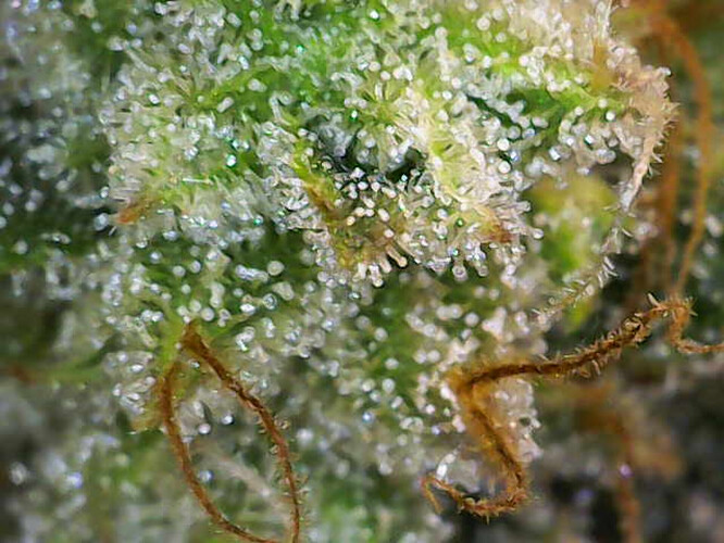 Growreport Bild 11