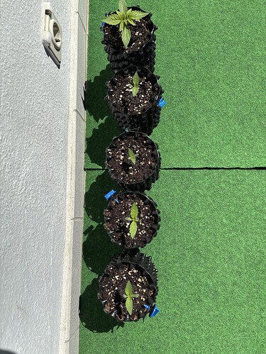 Growreport Bild 1