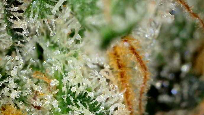 Growreport Bild 12
