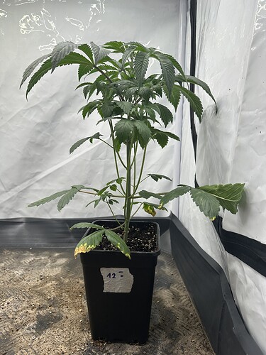 Growreport Bild 4