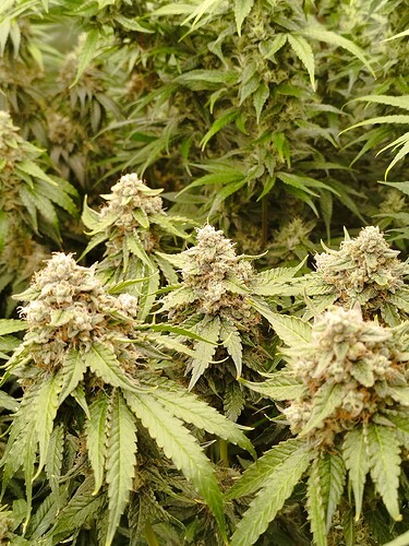 Nahaufnahme von reifen Cannabis-Buds mit ausgeprägten Trichomen und grünen Blättern.