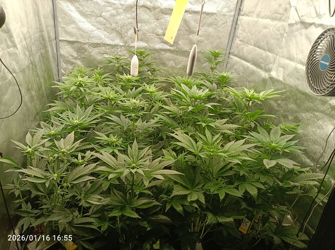 Growreport Bild 11