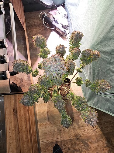 Growreport Bild 7