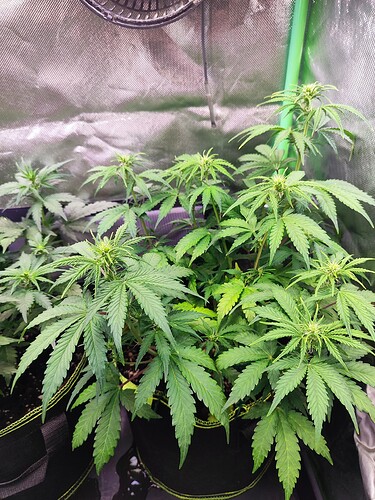Growreport Bild 7