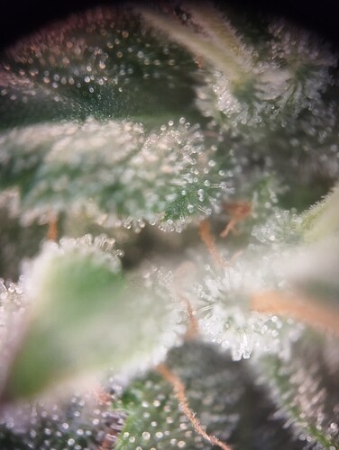 Growreport Bild 8