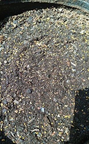 IMG_20250426_125512_111