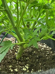 Growreport Bild 4