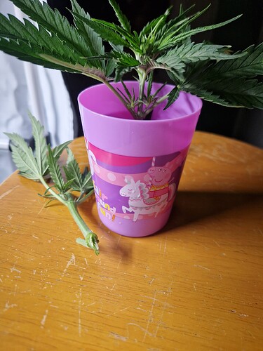 Growreport Bild 2