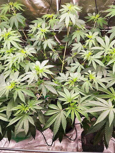 Growreport Bild 6